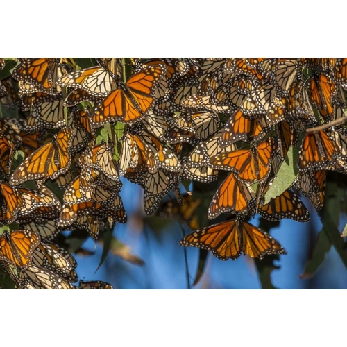 California Monarch butterflies on leaves